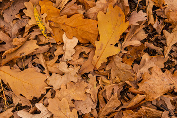 Carpet of colorful autumn leaves. leaf fall. Leaves of oak, yellowed, with speckles. Forest. Nature.