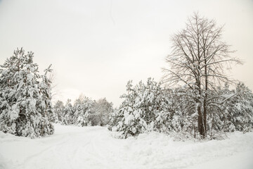 Fototapeta na wymiar Forest after a heavy snowfall. Winter landscape. Day in the winter forest with freshly fallen snow