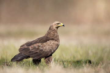 Birds of prey - Lesser Spotted Eagle (Aquila pomarina) two birds on green meadow, hunting time