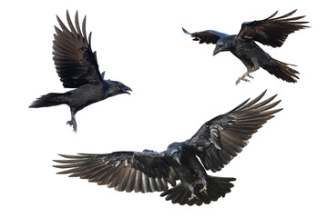 Birds flying ravens isolated on white background Corvus corax. Halloween - mix three flying birds