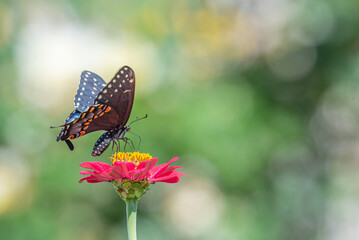 Black swallowtail butterfly perched on bright pink flower with out of focus green background