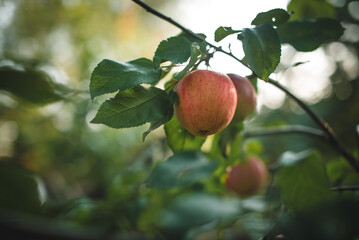 Branch of ripe red apples on a tree in a garden.
