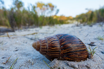 Giant African snail (Achatina fulica), a very invasive species. Cape Agulhas. L'Agulhas on the...