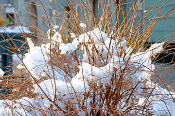 There is white snow on a dry bush. Sunny winter day.