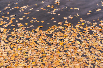 Carpet of colorful autumn leaves. leaf fall. Leaves leaves floating on the water of the river, lake. oak, yellowed, with speckles. Forest. Nature.