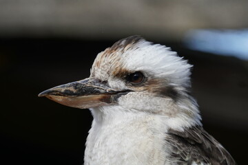 Kookaburra