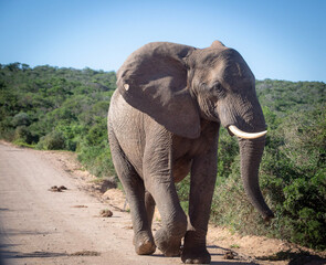 Obraz premium elephant in the nature reserve