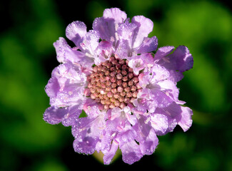 close up of a flower