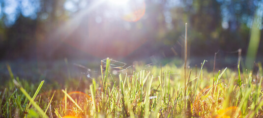 Fresh green grass in sunny summer day in park. Beautiful natural countryside landscape with blurry background