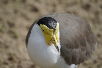 Masked lapwing