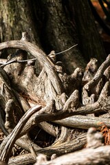 Cypress tree roots sticking up out of the ground 
