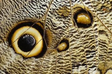 Owl butterfly wing detail with huge eyespots, which resemble owls' eyes