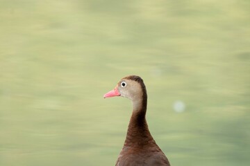 Duck in the park 