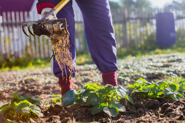 Farmer cultivating land in the garden with hand tools. Soil loosening. Gardening concept....
