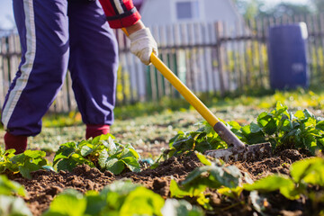 Farmer cultivating land in the garden with hand tools. Soil loosening. Gardening concept. Agricultural work on the plantation