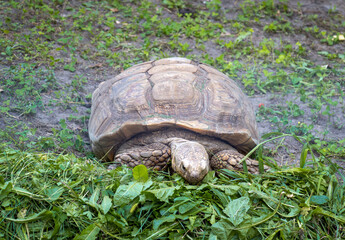 The big turtle eats green grass. Close-up of an animal on the lawn. Turtles care and treatment concept.