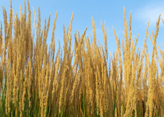 Tall ornamental grass with spikelets against the sky. Nature background.