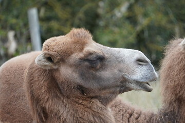 Fototapeta premium Bactrian Camel