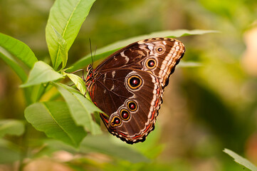 The butterflies. Insects of great beauty that show great diversity of sizes, designs of the drawings of the wings and color of the same.