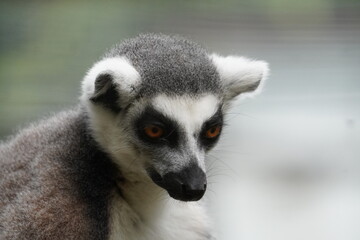 Ring tailed lemur