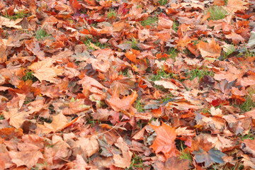 Fallen leaves from trees lie on the grass in the park in autumn. Autumn background.