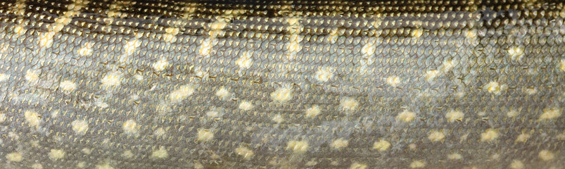 Big wild pike fish textured skin scales macro view. Photo golden yellow brown scaly textured...