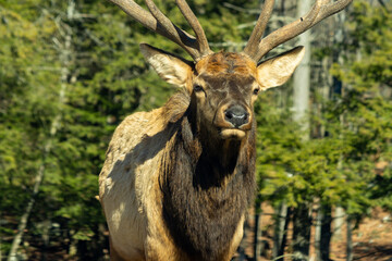 Approaching Wapiti Elk