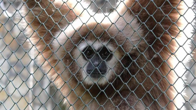 Portrait of a sad gibbon behind bars of a zoo cage. Wildlife protection, living conditions of animals in captivity concept. Close-up of black face and expressive eyes of a beautiful brown monkey. 4K 