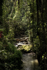 Tropical jungle in Bali, natural background.