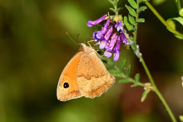 Motyl przestrojnik jurtina © Ania