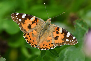 Motyl rusałka osetnik, Butterfly