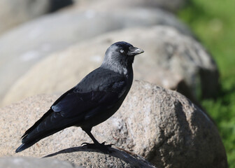Western jackdaw