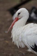 White Storks