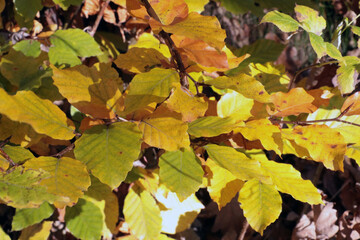 Soft light falls on the yellow leaves of a tree in the autumn forest.