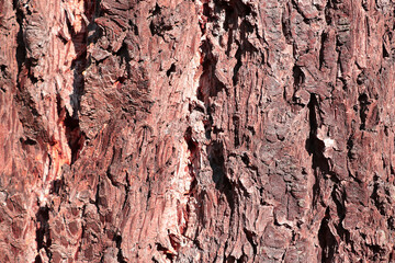 Close-up on bright red tree bark, wood texture.