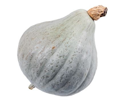 blue hubbard squash isolated over white background