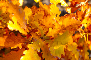 Naklejka na ściany i meble Bright yellow-red leaves of a tree on a sunny autumn day. Nature background. Autumn background.