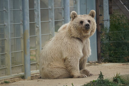 Syrian Brown Bear