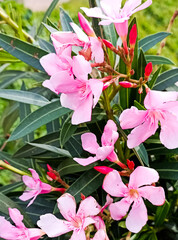 pink flowers