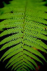 Natural background - a fern leaf closeup.
