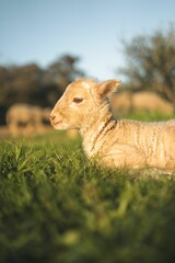 Closeup of a Katahdin lamb on the grass, a vertical shot © Gautier Bernard/Wirestock Creators