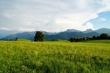 Fototapeta premium scenic, sunlit, lush green alpine meadows of the Allgaeu region in Bavaria with the Alps in the background