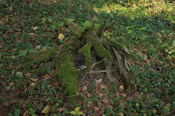 driftwood in moss