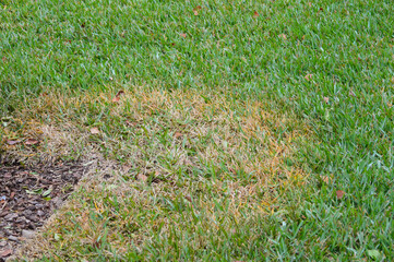 Large Patch lawn fungus in St. Augustine grass in Florida.