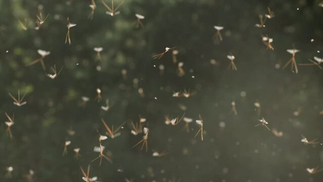 Large group of Mayflies flying during a breeding season on a late spring evening in Estonia, Northern Europe