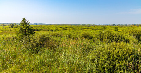 Panoramic view of dense wetland vegetation of Bagno Calowanie Swamp wildlife reserve in Podblel village south of Warsaw in Mazovia region of Poland