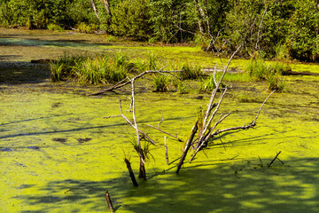 Dense wetland vegetation of forest pond in Bagno Calowanie Swamp wildlife reserve during summer season in Podblel village south of Warsaw in Mazovia region of Poland