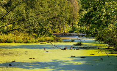 Dense wetland vegetation of forest pond in Bagno Calowanie Swamp wildlife reserve during summer season in Podblel village south of Warsaw in Mazovia region of Poland - obrazy, fototapety, plakaty
