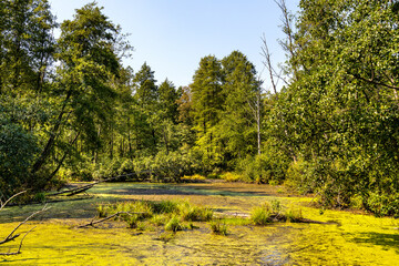 Dense wetland vegetation of forest pond in Bagno Calowanie Swamp wildlife reserve during summer season in Podblel village south of Warsaw in Mazovia region of Poland