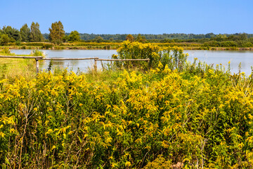 Dense wetland vegetation at fishing pond Lowisko Calowanie in Bagno Calowanie Swamp reserve in...